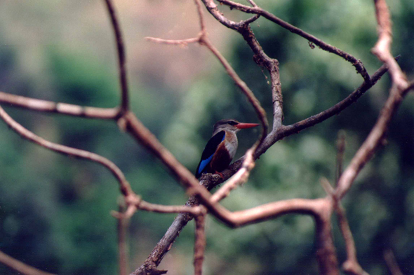 Manyara, Martin pêcheur