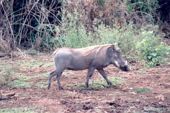 Manyara, phacochère