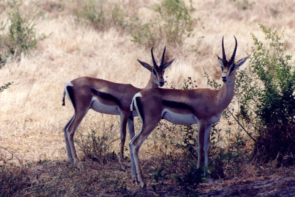 Tarangire, gazelle de Thomson