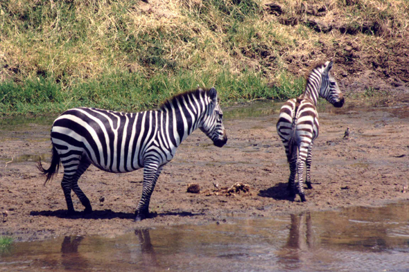 Tarangire, zèbres