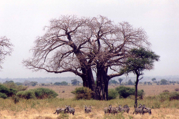 Tarangire, baobab