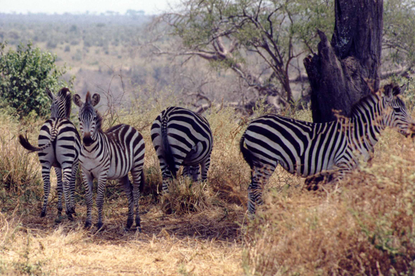 Tarangire, zèbre