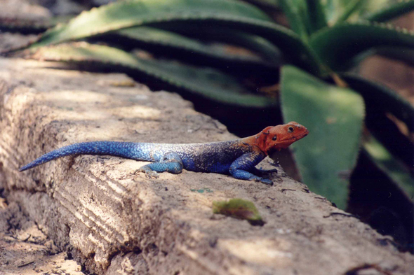 Tarangire, lézard