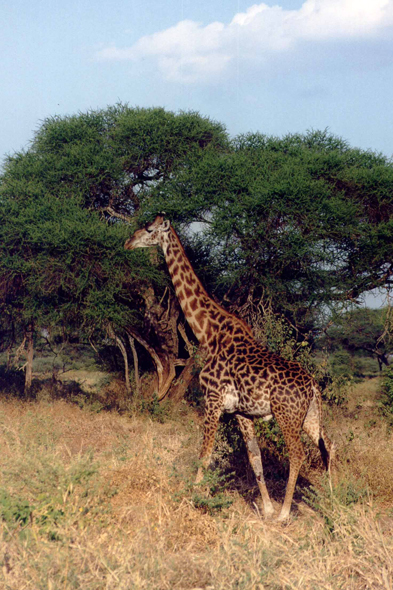 Girafe, Tarangire