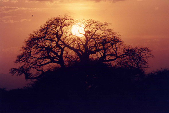 Tarangire, acacia, paysage