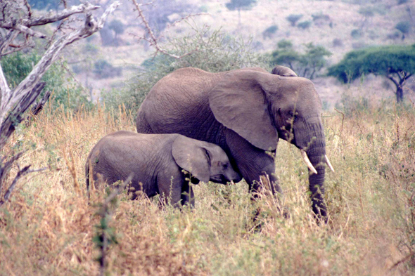 Tarangire, éléphants