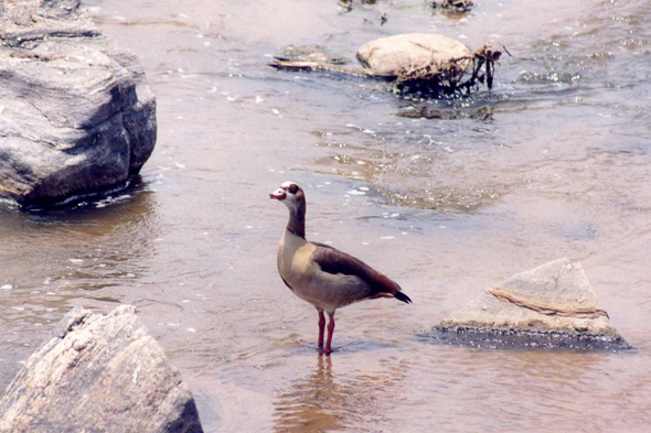 Tarangire, oie d'Abyssinie