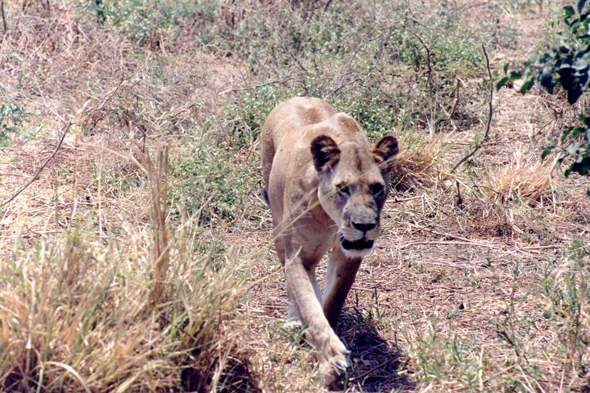 Tarangire, lionne