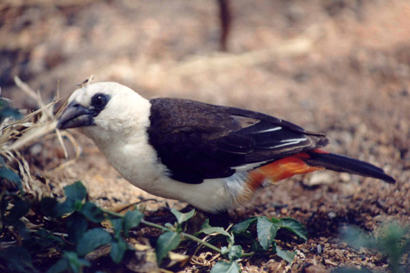 Tarangire, oiseau