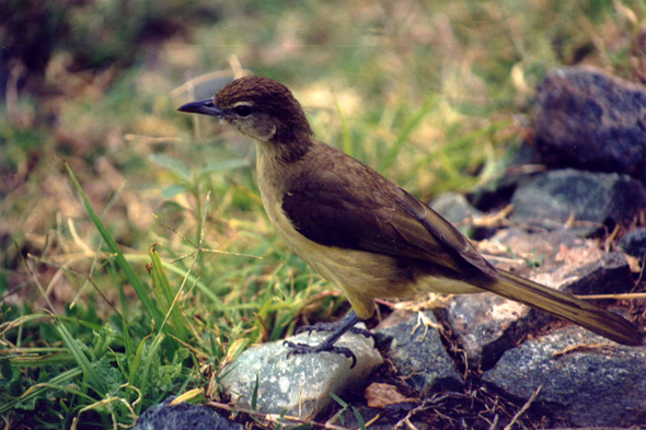 Manyara, oiseau