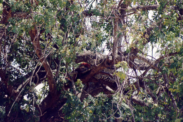 Manyara, léopard