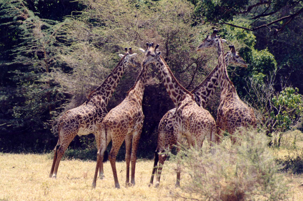 Manyara, girafe
