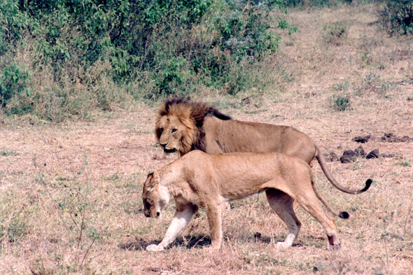 Parc de Manyara, lions