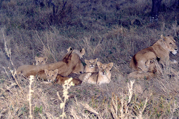Lions, parc du Serengeti