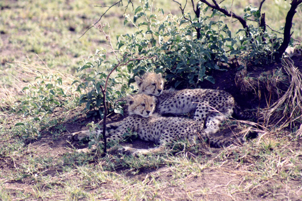 Guépards, Serengeti