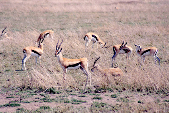 Serengeti, Gazelle de Thomson