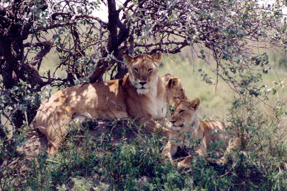 Serengeti, Lions
