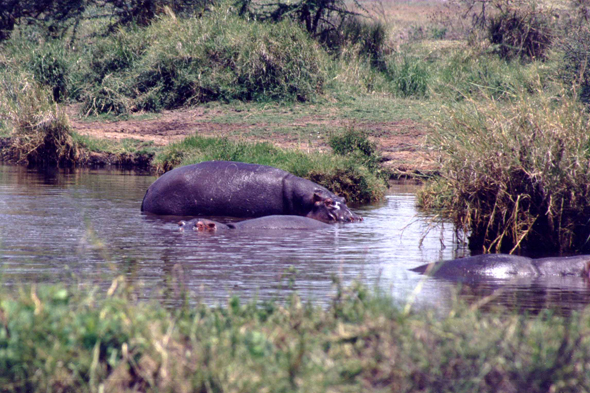 Serengeti, hippopotames
