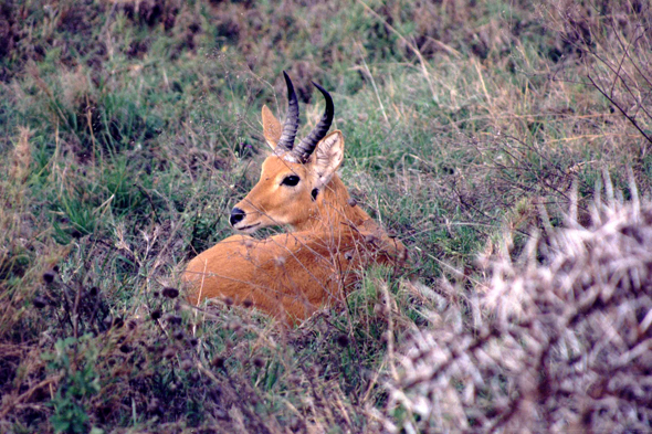 Serengeti, antilope