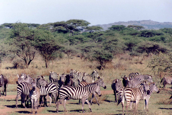 Serengeti, zèbres