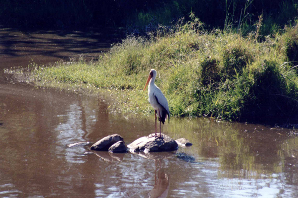 Serengeti, cigogne