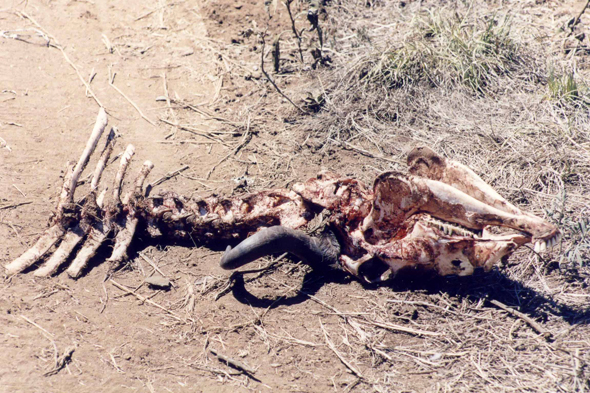 Serengeti, carcasse