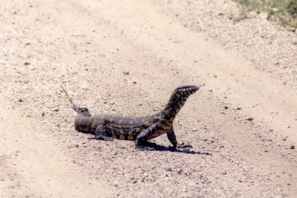 Serengeti, varan