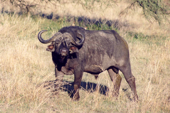 Buffle, Serengeti