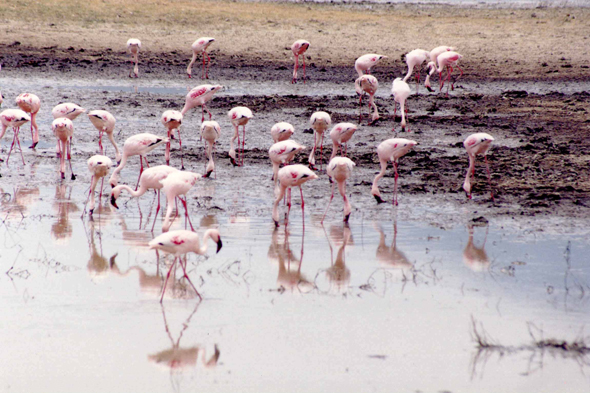 Flamants roses, Ngorongoro