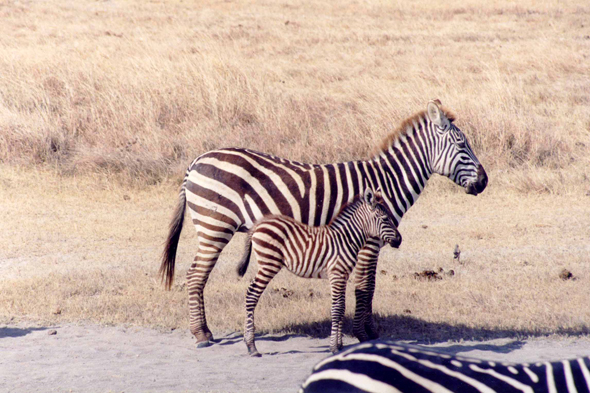 Ngorongoro, zèbres