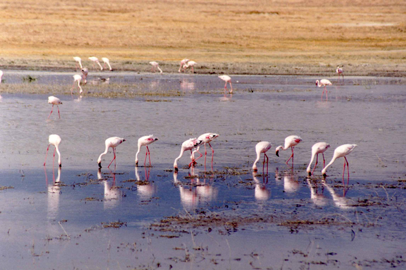 Flamants roses, Tanzanie