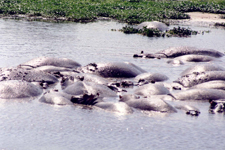 Ngorongoro, hippopotames
