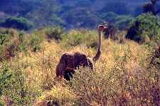 Manyara, autruche