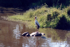 Serengeti, cigogne