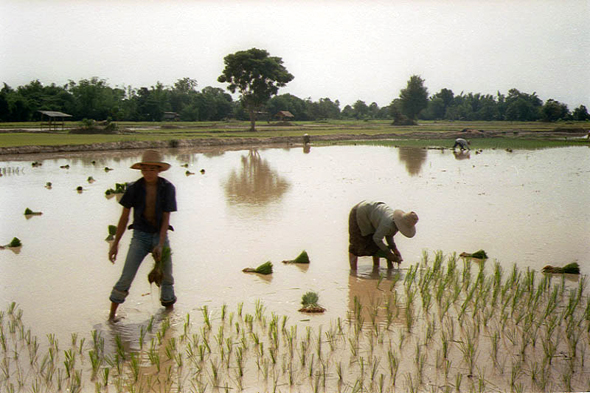 Sukhotaï, rizière