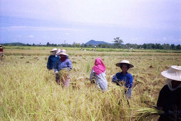 Thaïlande, récolte du riz