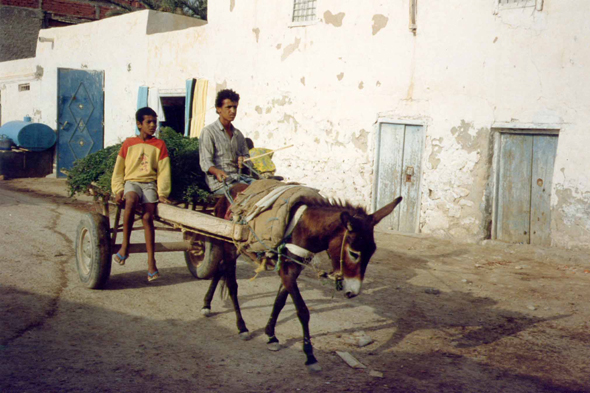 Sfax, mulet