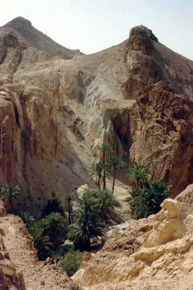 Chott el Djerid, palmiers