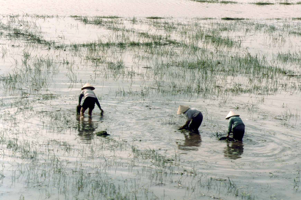 Rizière, Vietnam