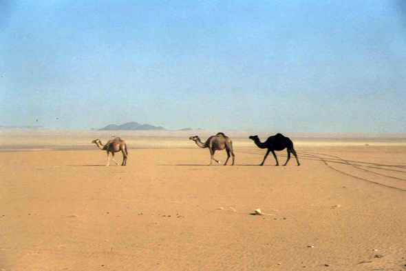 Dromadaires, Rub Al-Khali