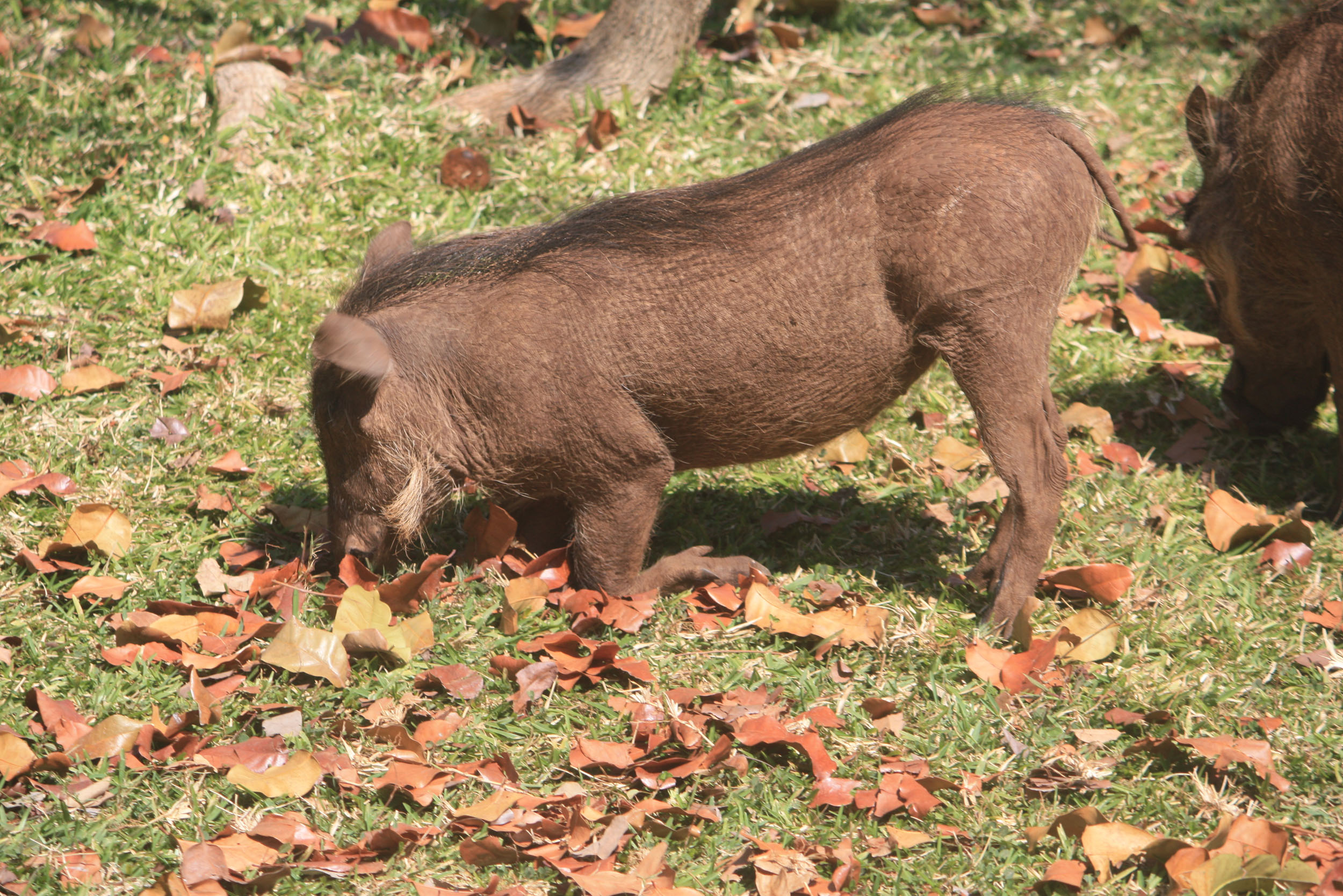 Zimbabwe, Phacochère