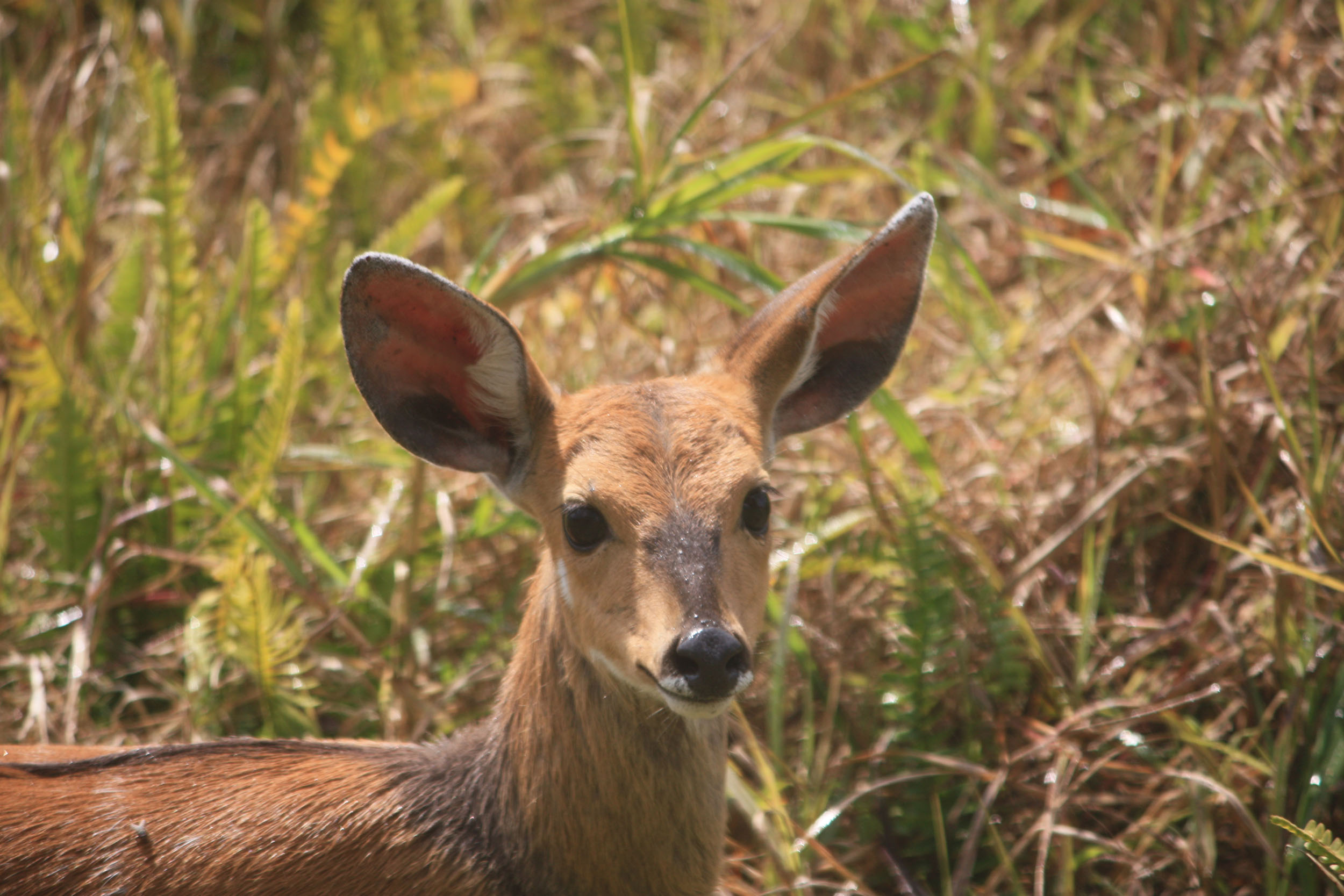 Zimbabwe, steenbok, Chutes Victoria