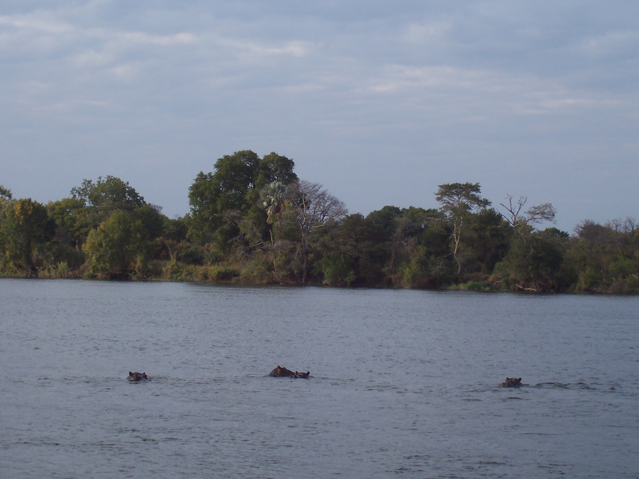 Fleuve Zambèze, Hippopotames